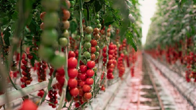 Ag Marketing 